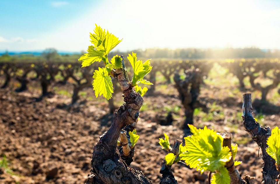 Header Domaines des roches neuves